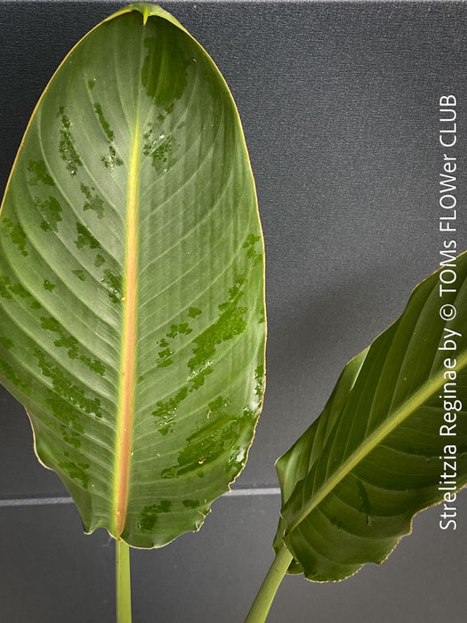 Strelitzia Reginae Mandela's Gold, Bird of paradise, Strelitzie, Paradiesvogelblume, organically grown tropical plants for sale at TOMs FLOWer CLUB.
