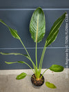 Strelitzia Reginae Mandela's Gold, Bird of paradise, Strelitzie, Paradiesvogelblume, organically grown tropical plants for sale at TOMs FLOWer CLUB.