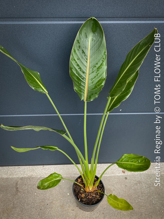 Strelitzia Reginae Mandela's Gold, Bird of paradise, Strelitzie, Paradiesvogelblume, organically grown tropical plants for sale at TOMs FLOWer CLUB.