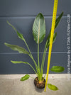Strelitzia Reginae Mandela's Gold, Bird of paradise, Strelitzie, Paradiesvogelblume, organically grown tropical plants for sale at TOMs FLOWer CLUB.