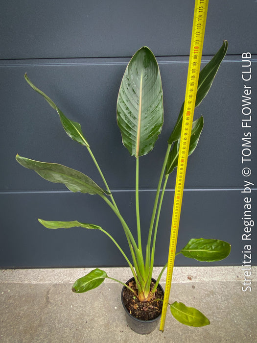Strelitzia Reginae Mandela's Gold, Bird of paradise, Strelitzie, Paradiesvogelblume, organically grown tropical plants for sale at TOMs FLOWer CLUB.
