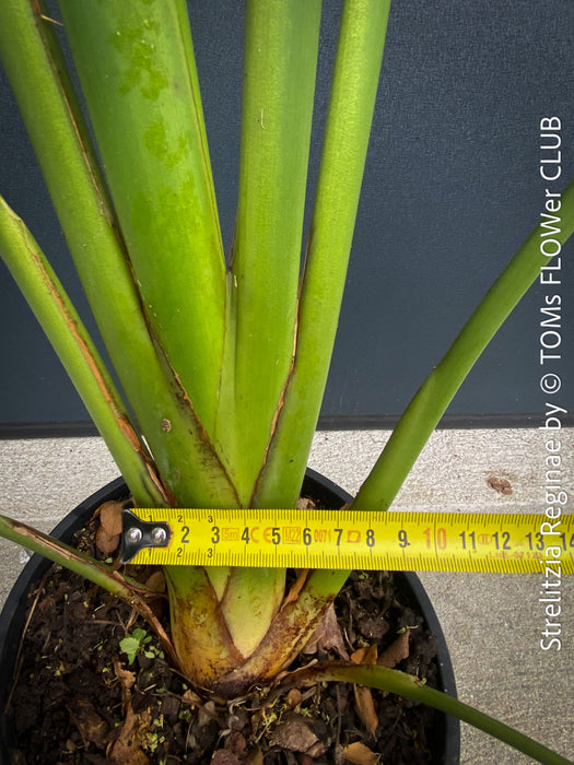 Strelitzia Reginae Mandela's Gold, Bird of paradise, Strelitzie, Paradiesvogelblume, organically grown tropical plants for sale at TOMs FLOWer CLUB.