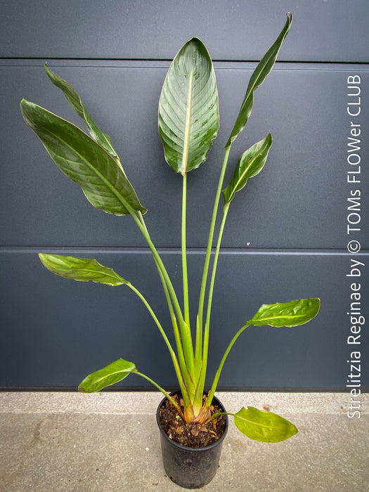 Strelitzia Reginae Mandela's Gold, Bird of paradise, Strelitzie, Paradiesvogelblume, organically grown tropical plants for sale at TOMs FLOWer CLUB.