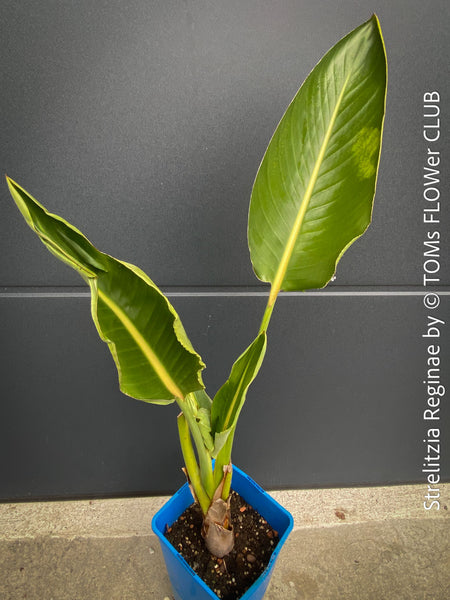 Strelitzia Reginae, Bird of paradise, Strelitzie, Paradiesvogelblume, organically grown tropical plants for sale at TOMs FLOWer CLUB.