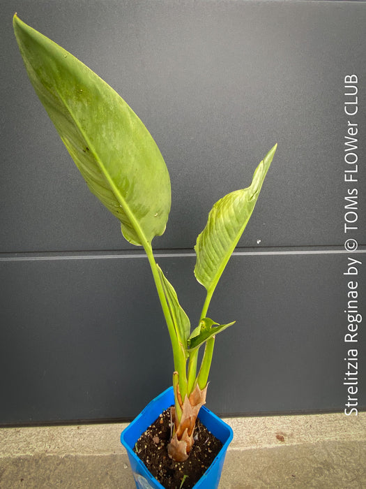 Strelitzia Reginae, Bird of paradise, Strelitzie, Paradiesvogelblume, organically grown tropical plants for sale at TOMs FLOWer CLUB.
