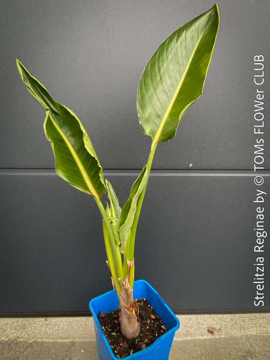 Strelitzia Reginae, Bird of paradise, Strelitzie, Paradiesvogelblume, organically grown tropical plants for sale at TOMs FLOWer CLUB.