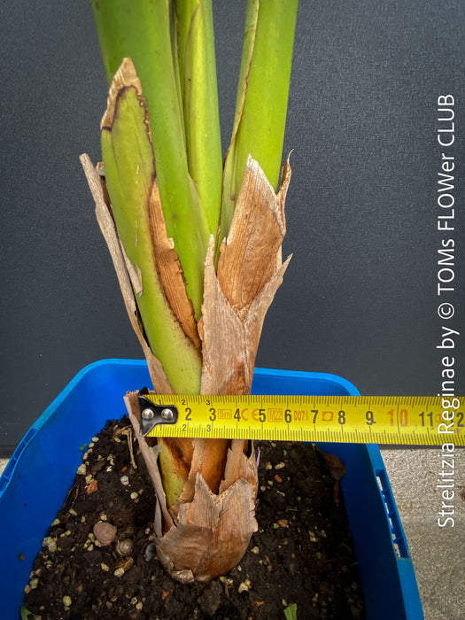 Strelitzia Reginae, Bird of paradise, Strelitzie, Paradiesvogelblume, organically grown tropical plants for sale at TOMs FLOWer CLUB.