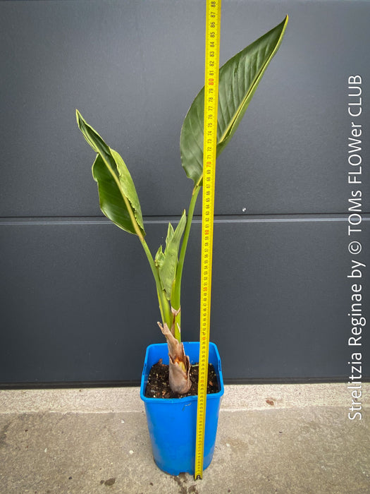 Strelitzia Reginae, Bird of paradise, Strelitzie, Paradiesvogelblume, organically grown tropical plants for sale at TOMs FLOWer CLUB.