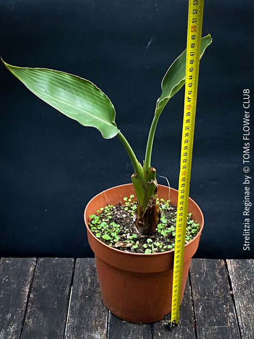 Strelitzia Reginae,  Bird of paradise, Strelitzie, Paradiesvogelblume, organically grown tropical plants for sale at TOMs FLOWer CLUB.
