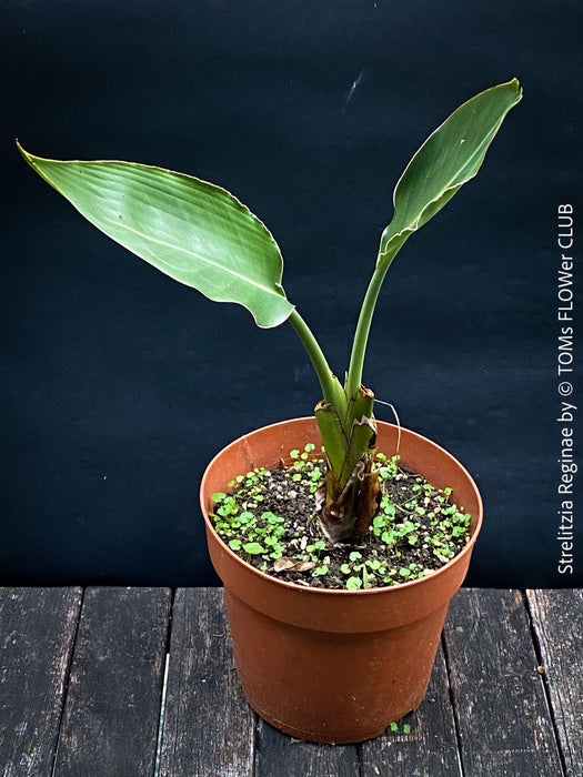 Strelitzia Reginae,  Bird of paradise, Strelitzie, Paradiesvogelblume, organically grown tropical plants for sale at TOMs FLOWer CLUB.