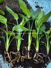 Strelitzia Reginae, Strelitzia, Paradiesvogelblume, Bird of Paradise, South African plant, oranically grown, Bio Pflanze, organic plant, organically grown tropical plants for sale at TOMs FLOWer CLUB.