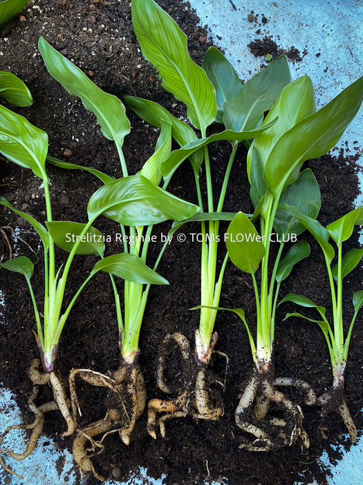 Strelitzia Reginae, Strelitzia, Paradiesvogelblume, Bird of Paradise, South African plant, oranically grown, Bio Pflanze, organic plant, organically grown tropical plants for sale at TOMs FLOWer CLUB.