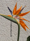 Strelitzia Reginae,  Bird of paradise, Strelitzie, Paradiesvogelblume, organically grown tropical plants for sale at TOMs FLOWer CLUB.