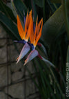 Strelitzia Reginae, Bird of paradise, Strelitzie, Paradiesvogelblume, organically grown tropical plants for sale at TOMs LOWer CLUB.