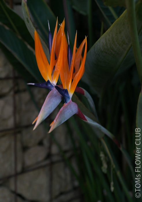 Strelitzia Reginae, Bird of paradise, Strelitzie, Paradiesvogelblume, organically grown tropical plants for sale at TOMs LOWer CLUB.