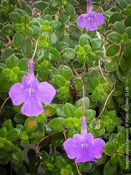 Streptocarpus Saxorum, False African Violet, organically grown tropical plants for sale at TOMs FLOWer CLUB.