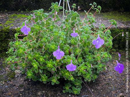 Streptocarpus Saxorum, False African Violet, organically grown tropical plants for sale at TOMs FLOWer CLUB.