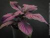 Strobilanthes Dyeranus, Persian Shield, organically grown tropical plants for sale at TOMs FLOWer CLUB.