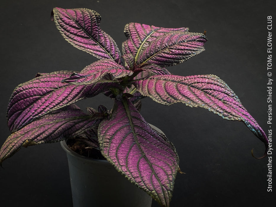 Strobilanthes Dyeranus, Persian Shield, organically grown tropical plants for sale at TOMs FLOWer CLUB.