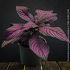 Strobilanthes Dyeranus, Persian Shield, organically grown tropical plants for sale at TOMs FLOWer CLUB.