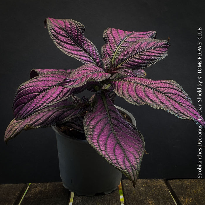 Strobilanthes Dyeranus, Persian Shield, organically grown tropical plants for sale at TOMs FLOWer CLUB.