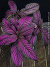 Strobilanthes Dyeranus, Persian Shield, organically grown tropical plants for sale at TOMs FLOWer CLUB.