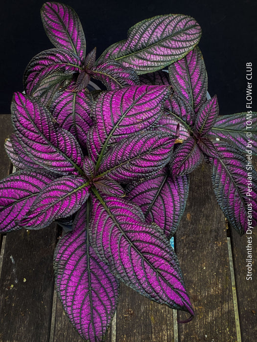 Strobilanthes Dyeranus, Persian Shield, organically grown tropical plants for sale at TOMs FLOWer CLUB.