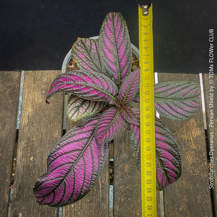 Strobilanthes Dyeranus, Persian Shield, organically grown tropical plants for sale at TOMs FLOWer CLUB.