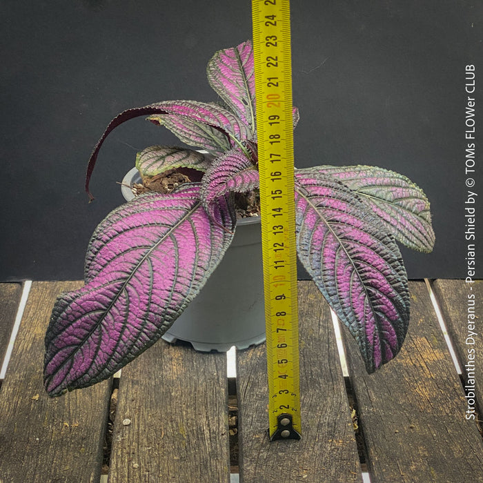 Strobilanthes Dyeranus, Persian Shield, organically grown tropical plants for sale at TOMs FLOWer CLUB.