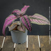 Strobilanthes Dyeranus, Persian Shield, organically grown tropical plants for sale at TOMs FLOWer CLUB.