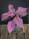 Strobilanthes Dyeranus, Persian Shield, organically grown tropical plants for sale at TOMs FLOWer CLUB.