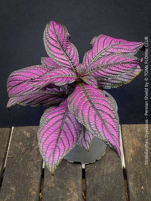 Strobilanthes Dyeranus, Persian Shield, organically grown tropical plants for sale at TOMs FLOWer CLUB.