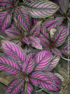 Strobilanthes Dyeranus, Persian Shield, organically grown tropical plants for sale at TOMs FLOWer CLUB.