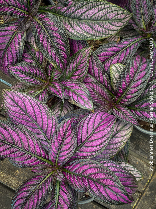 Strobilanthes Dyeranus, Persian Shield, organically grown tropical plants for sale at TOMs FLOWer CLUB.