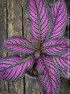 Strobilanthes Dyeranus, Persian Shield, organically grown tropical plants for sale at TOMs FLOWer CLUB.