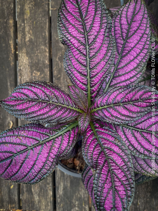 Strobilanthes Dyeranus, Persian Shield, organically grown tropical plants for sale at TOMs FLOWer CLUB.