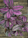 Strobilanthes Dyeranus, Persian Shield, organically grown tropical plants for sale at TOMs FLOWer CLUB.