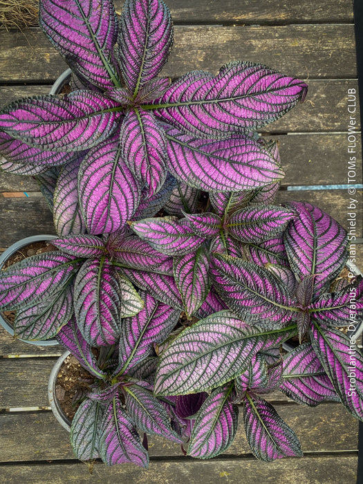 Strobilanthes Dyeranus, Persian Shield, organically grown tropical plants for sale at TOMs FLOWer CLUB.