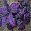 Strobilanthes Dyeranus, Persian Shield, organically grown tropical plants for sale at TOMs FLOWer CLUB.