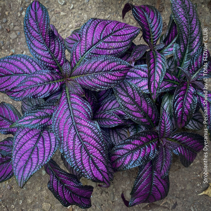Strobilanthes Dyeranus, Persian Shield, organically grown tropical plants for sale at TOMs FLOWer CLUB.