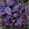 Strobilanthes Dyeranus, Persian Shield, organically grown tropical plants for sale at TOMs FLOWer CLUB.