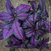 Strobilanthes Dyeranus, Persian Shield, organically grown tropical plants for sale at TOMs FLOWer CLUB.