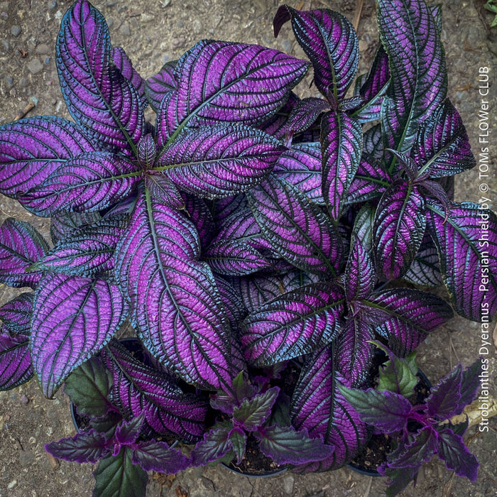 Strobilanthes Dyeranus, Persian Shield, organically grown tropical plants for sale at TOMs FLOWer CLUB.