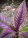 Strobilanthes Dyeranus, Persian Shield, organically grown tropical plants for sale at TOMs FLOWer CLUB.