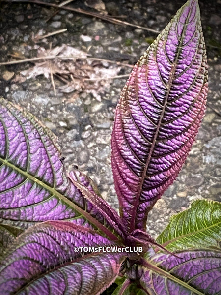 Strobilanthes Dyeranus, Persian Shield, organically grown tropical plants for sale at TOMs FLOWer CLUB.