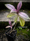 Strobilanthes Dyeranus, Persian Shield, organically grown tropical plants for sale at TOMs FLOWer CLUB.