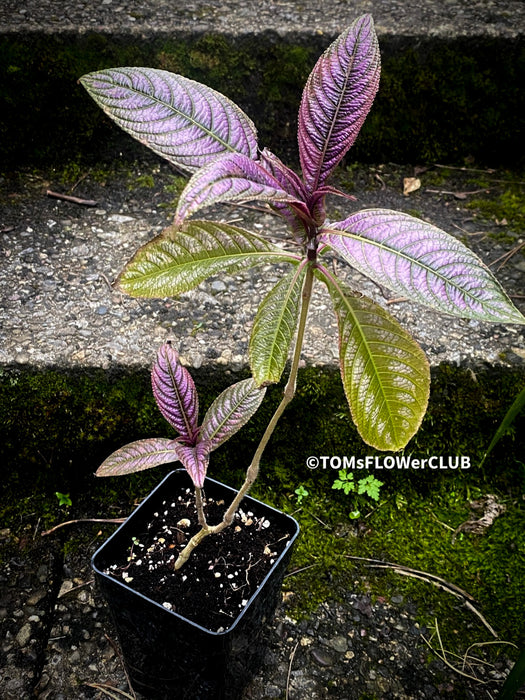 Strobilanthes Dyeranus, Persian Shield, organically grown tropical plants for sale at TOMs FLOWer CLUB.