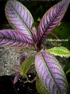 Strobilanthes Dyeranus, Persian Shield, organically grown tropical plants for sale at TOMs FLOWer CLUB.