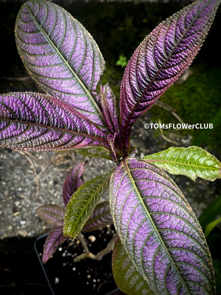 Strobilanthes Dyeranus, Persian Shield, organically grown tropical plants for sale at TOMs FLOWer CLUB.