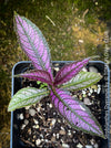 Strobilanthes Dyeranus, Persian Shield, organically grown tropical plants for sale at TOMs FLOWer CLUB.